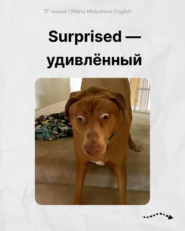 Фото удивлённой собаки с широкими глазами; карточка «Surprised — удивлённый» как наглядный пример эмоции на английском.