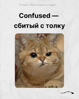 Портрет кота с выражением недоумения; карточка «Confused — сбитый с толку» для запоминания английских слов эмоций.