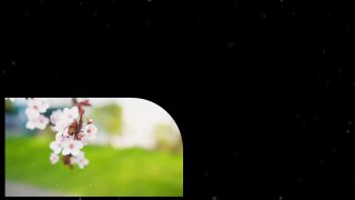 Крупный план цветущей ветки на размытом зелёном фоне; изображение используется как обложка для дайджеста Марии Малышевой.