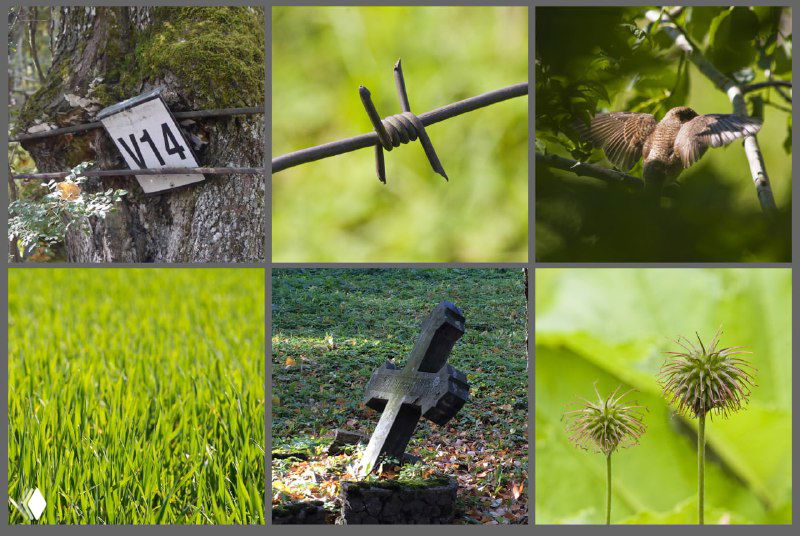 Михаил Квадратов — «Синдром Линнея» (фрагмент)