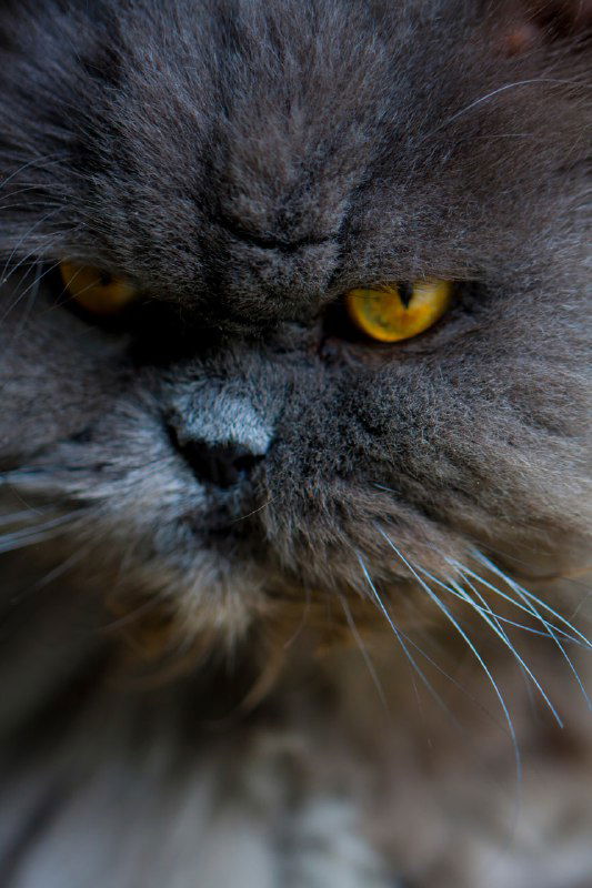 Отрывок: «Синдром Линнея» — Михаил Квадратов