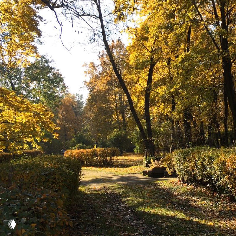 Дорожка в парке, по которой рассыпаны золотые листья; высокие деревья с желтой кроной создают тёплую осеннюю перспективу и световые пятна.