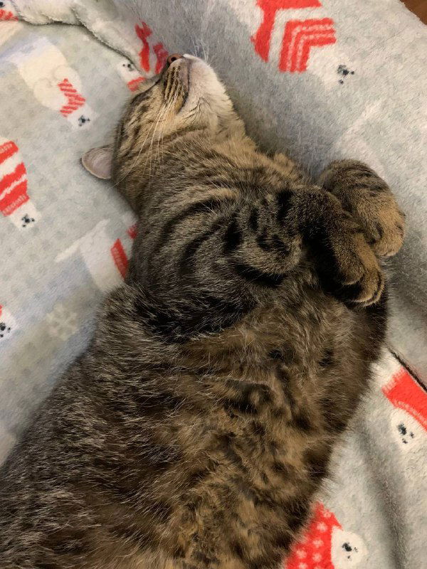 Полосатый кот, лежащий на мягком покрывале, с прижатыми лапками — образ отдыха и безопасности при совмещении работ.