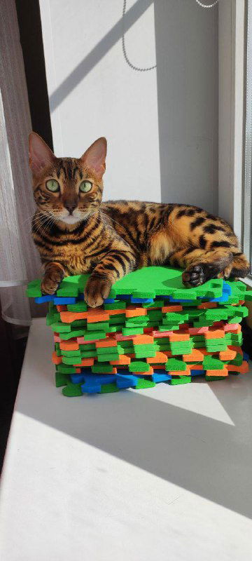 Кот с пятнистой шкурой, удобно располагающийся на подоконнике с ярким солнечным светом — идея совмещения главной работы и дополнительного дохода.