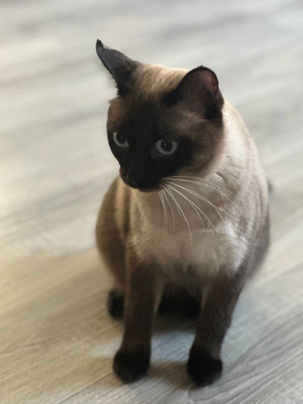 Сиамский кот, сидящий на светлом полу, смотрит в камеру — нейтральный образ уверенности и профессионализма бухгалтера.