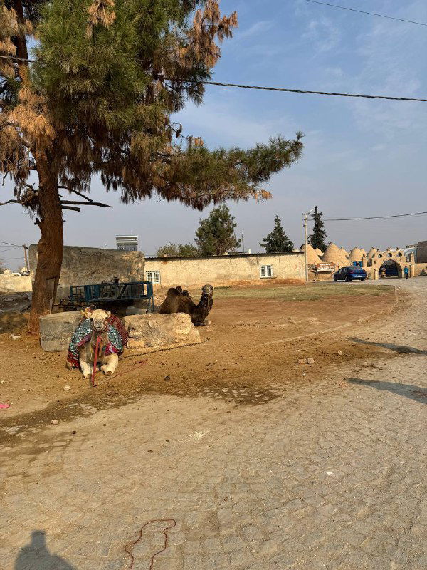 Дворовая сцена в Харране с деревом, колодцем и ремесленными предметами, видно неформальную уличную обстановку традиционного поселения.