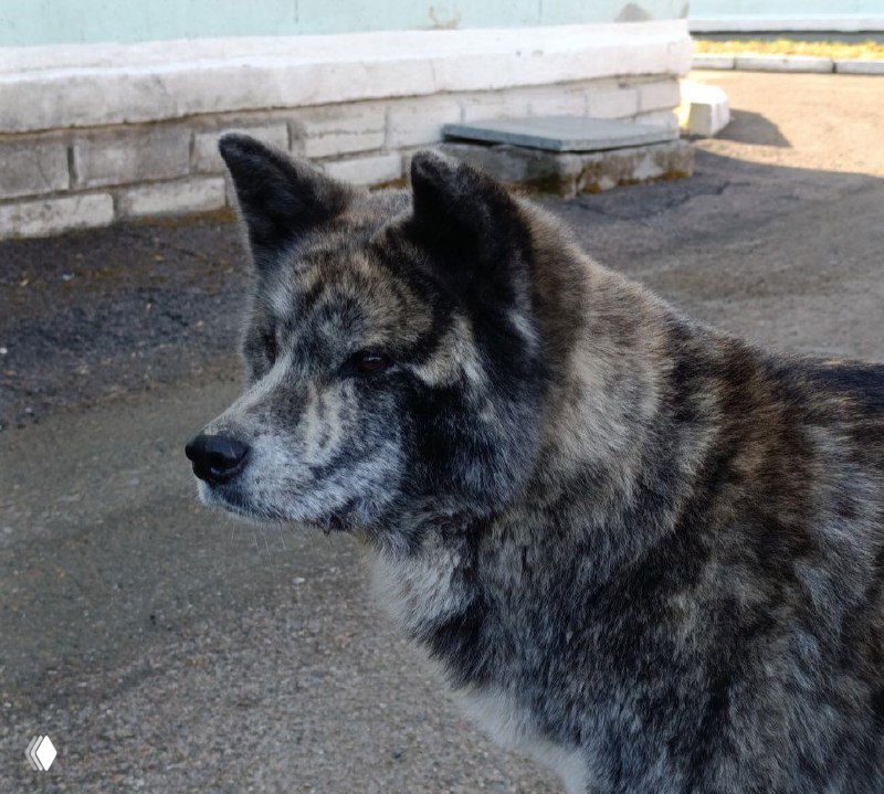 Котапесная теория