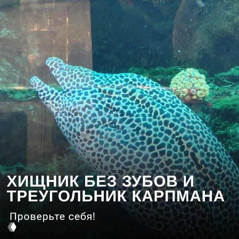 Хищник без зубов и треугольник Карпмана