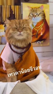 Кот в монашеской робе с очками и четками, позирует на фоне буддийского портрета; сцена выглядит как юмористическая отсылка к тайскому духовному учителю.