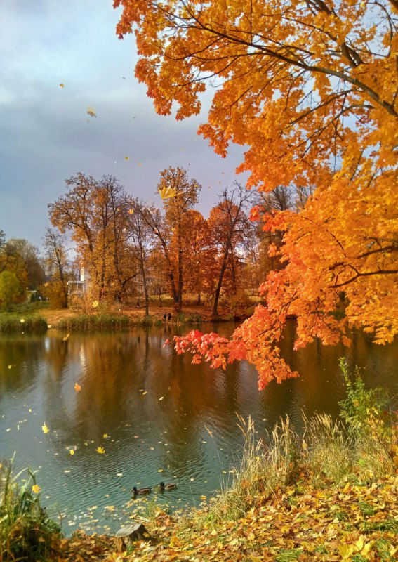 Синрин-йоку — лесные ванны и практика присутствия