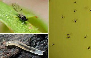 Грибной комарик — признаки и борьба