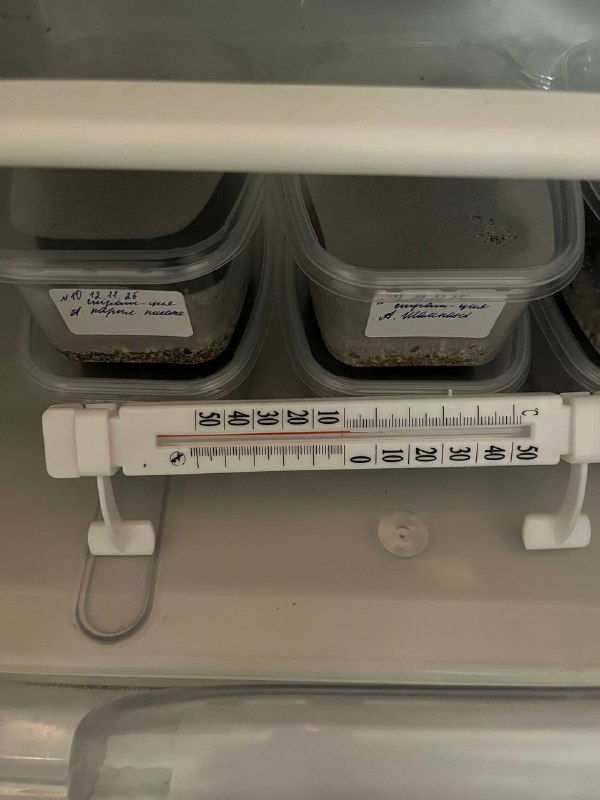 Стратификация эустомы: условия и сроки