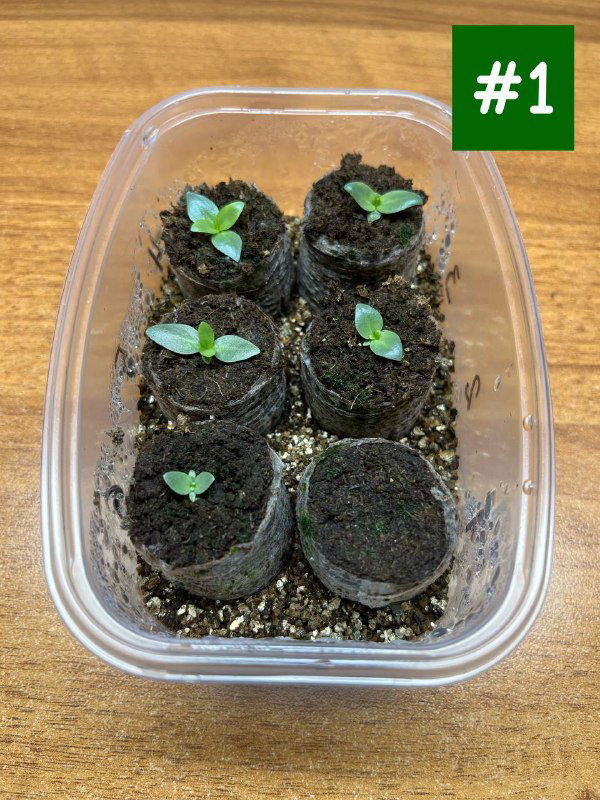 Развитие карликовой эустомы к 8 марта