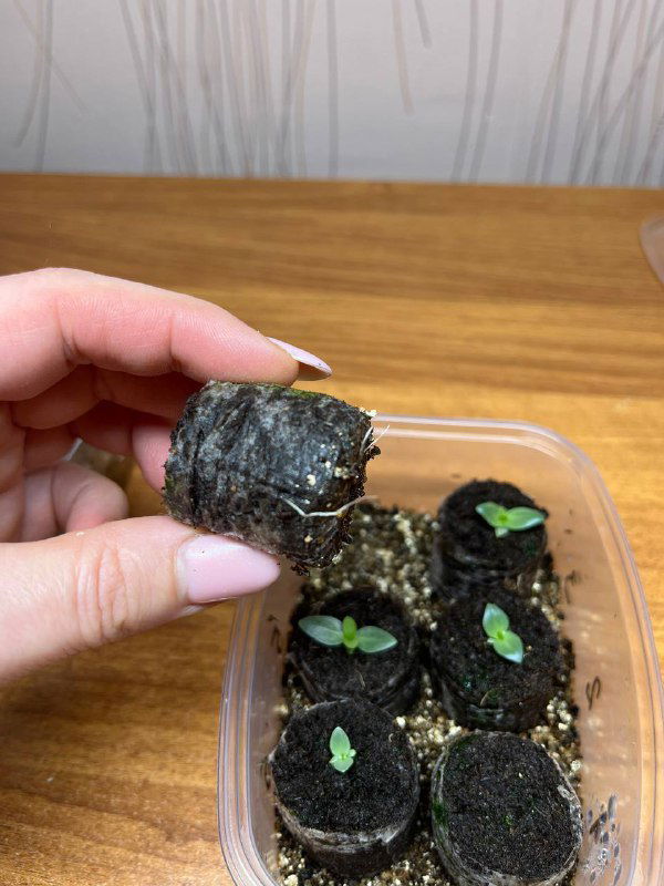 Рука держит торфяной блок с корнями и небольшими ростками эустомы, демонстрация размера таблетки и состояния корней у взрослых всходов.