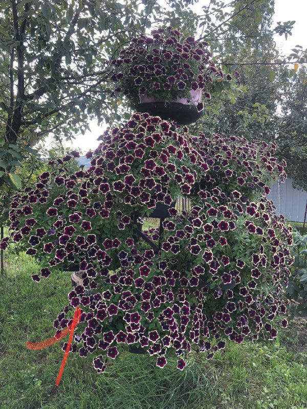 Петуниевые деревья на нашем участке