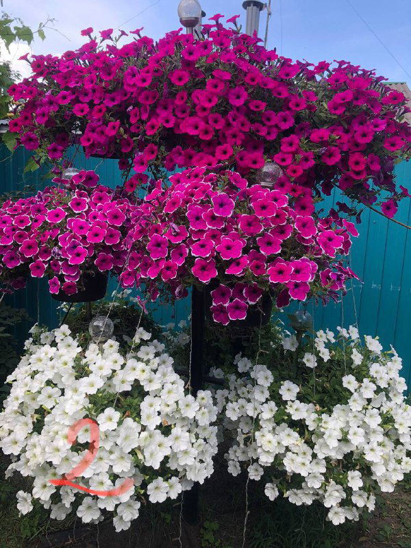 Деревоподобная конструкция с верхним ярусом ярко-малиновых петуний и нижним ярусом белых петуний — контрастная композиция на фоне забора.