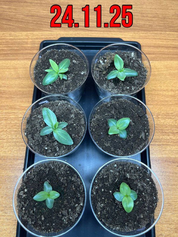 Эустома: пересадка в стаканчики 200 мл