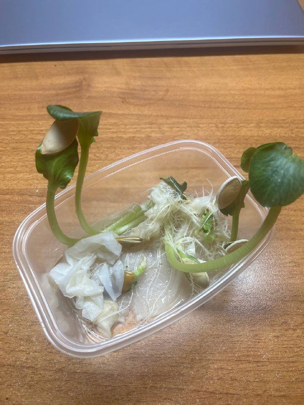 Проверила семена гигантских тыкв на всхожесть