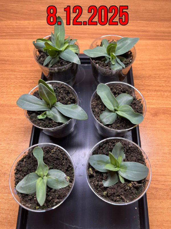 Сравнение роста эустомы через неделю: шесть растений в стаканчиках с более крупными листьями и подпись даты 8.12.2025 на фото.