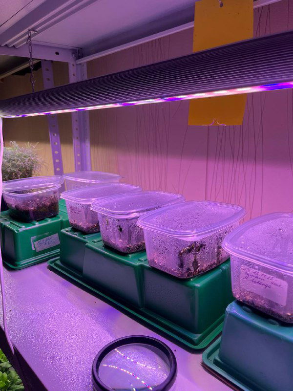 Сроки посева эустомы