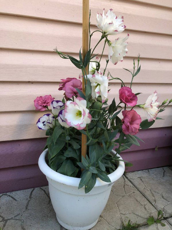 Горшок с цветущей эустомой: белые и розовые бутоны и зелёная листва на фоне фасада дома, демонстрирующие результат выращивания.