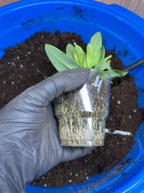Корневая система сеянца видна в прозрачном стаканчике; рука в перчатке держит растение, демонстрация укоренённости перед пересадкой.