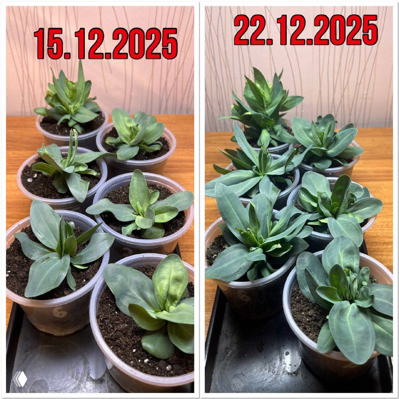 Растем и развиваемся к 8 марта