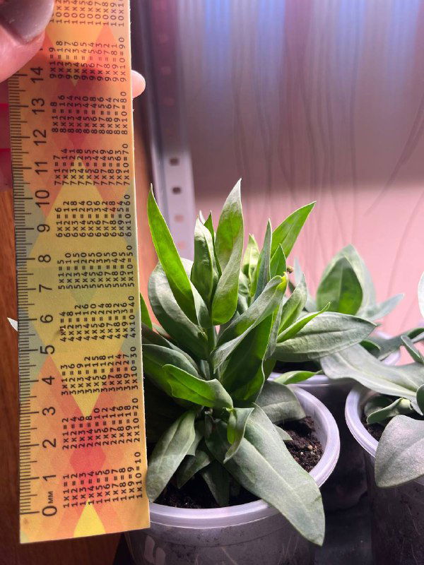 Розетка молодой эустомы рядом с пластиковой линейкой: измерение высоты и густоты розетки на фоне лампового освещения, видно образование бутонов.