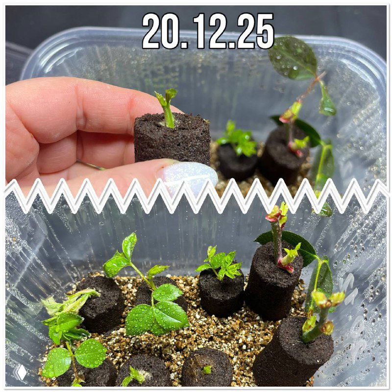 Из обрезков в саженцы: укоренение роз в преформах