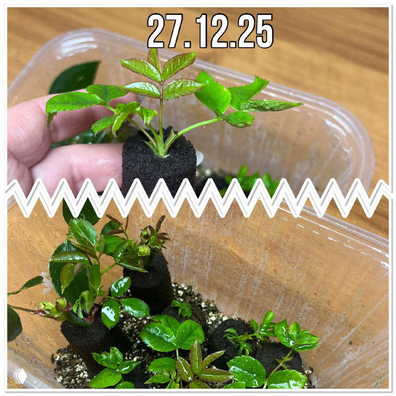 Фото 27.12.25: черенки роз в торфяных преформах с более развитыми зелёными побегами в контейнере; сравнение через неделю
