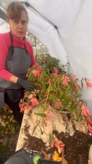 Женщина в рабочем фартуке показывает крупный куст клубневой бегонии в теплице на столе с земляным комом, подготовка к хранению клубней.