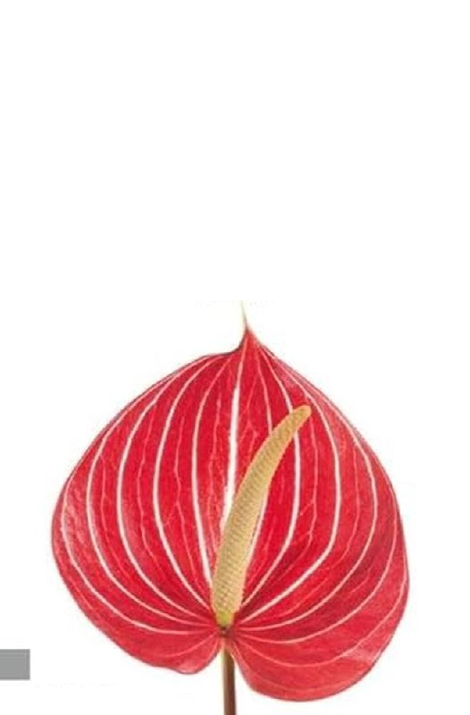 Книга по обложке: тема — Секс