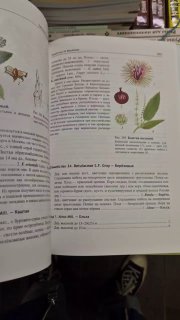 Разворот определителя растений с ботаническими иллюстрациями и текстовыми описаниями, крупный план страницы показывает морфологические заметки и таблицы.