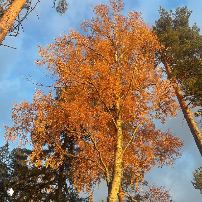 Лексика: деревья на испанском