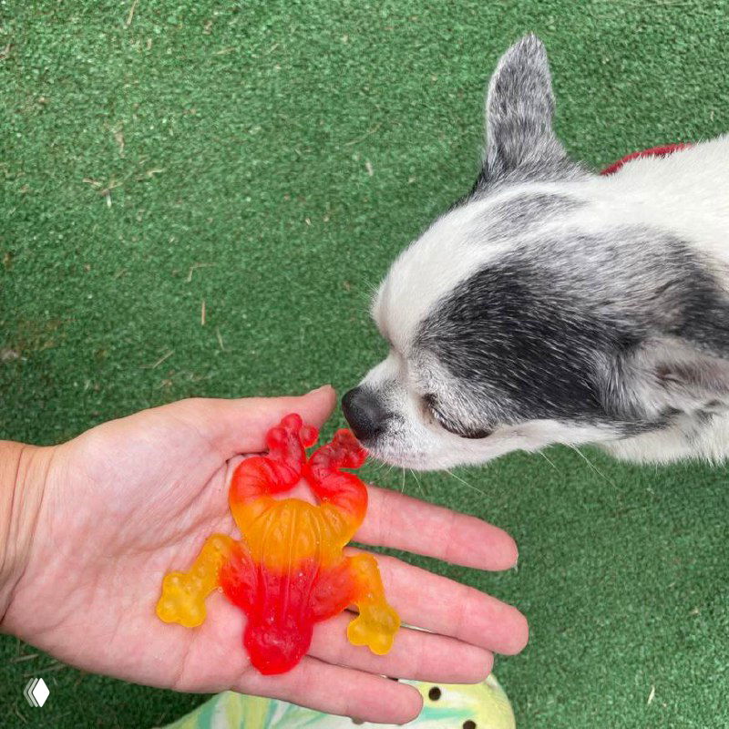 Как испанский помогает в изучении английского