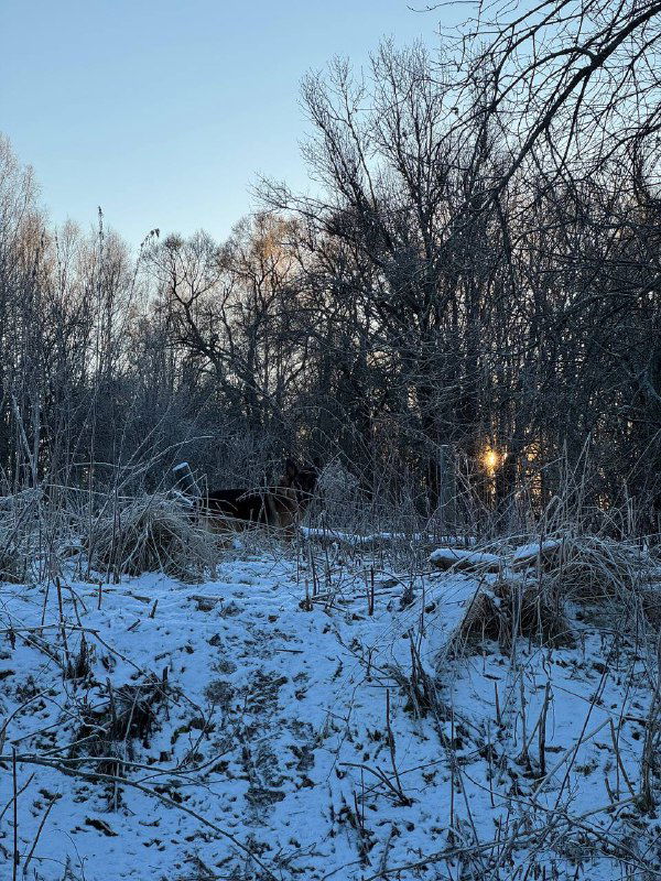 Путь через инеем покрытые кусты и высокую траву, мягкий свет заходящего солнца пробивается сквозь моросящий морозный воздух в роще.