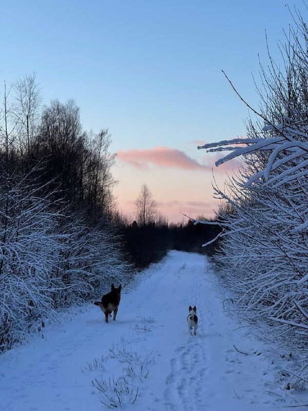 Снежная просёлочная дорога с двумя собаками на расстоянии: следы в снегу и заросшие белой изморозью кусты по бокам пути.