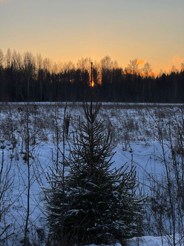Маленькая елочка в заснеженном лугу на фоне заходящего солнца и тёмной линии деревьев — тихая сцена предзимнего пейзажа.