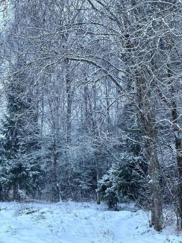 Берёзовая роща, покрытая густой инеем и снегом: светлые стволы и ветви создают воздушную зимнюю текстуру в глубине леса.