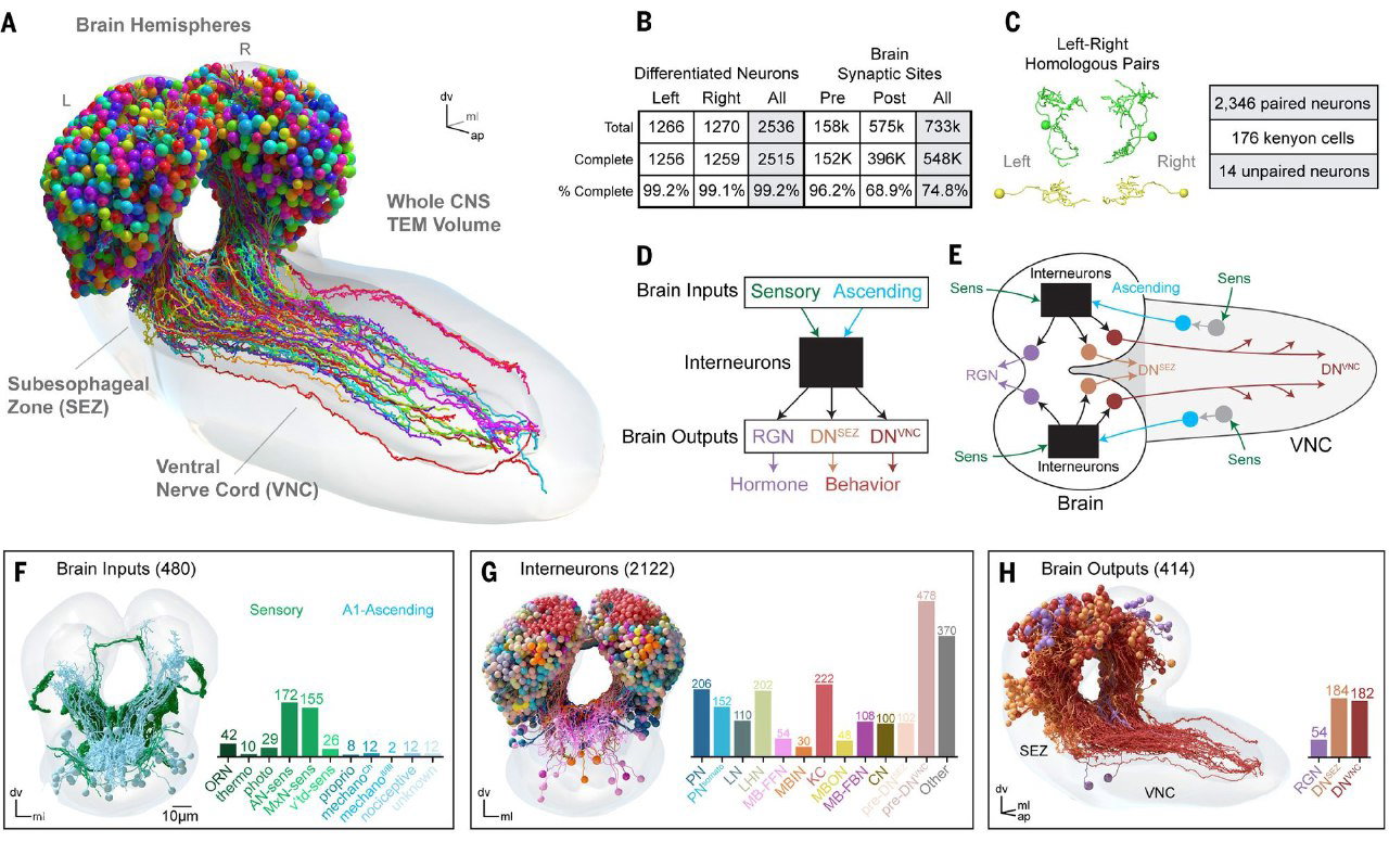 Панель с анатомией и диаграммами: цветные схемы нейронов, столбчатые графики входов/выходов и подписи по группам.