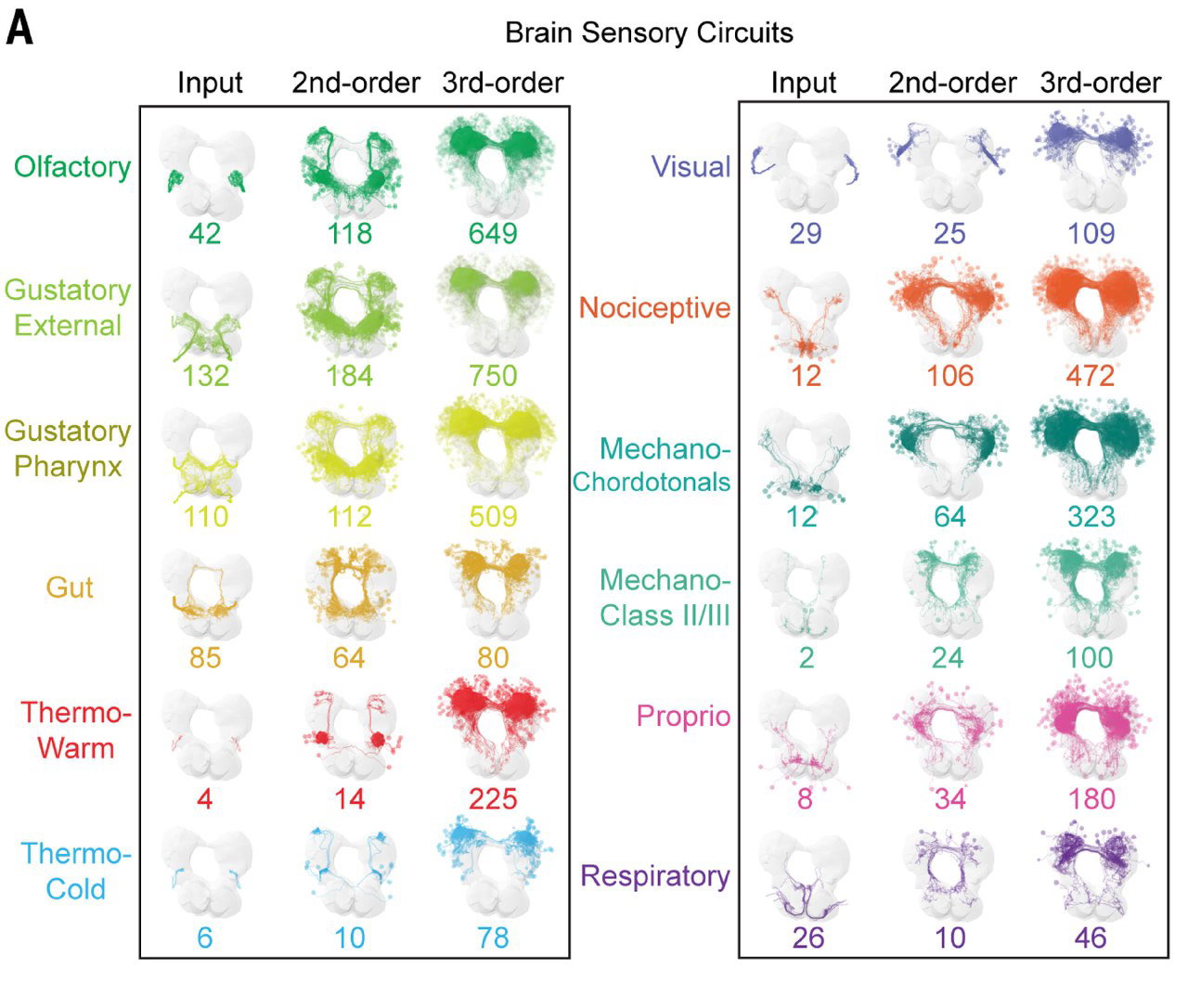 Матрица изображений сенсорных цепей: колонки для обоняния, вкуса, зрения, механочувствительности и подписи.
