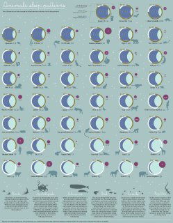 Инфографика Visual Capitalist: круговые диаграммы для ~40 видов животных — часы сна, доля суток и средняя жизнь.