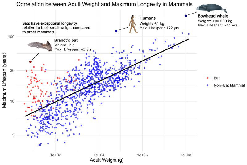 Масса тела и продолжительность жизни млекопитающих