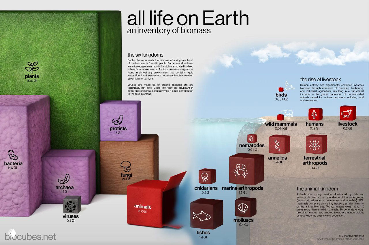 Развёрнутая инфографика: детальная разбивка биомассы по царствам и классам животных, схемы и подписи к отдельным группам организмов.