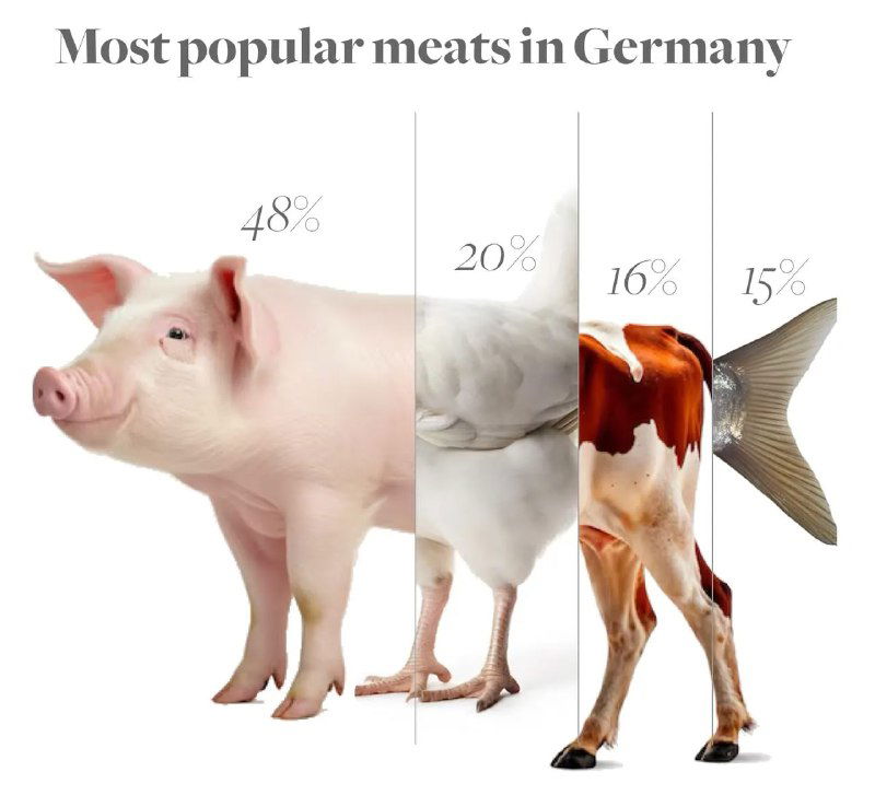Инфографика: комбинированное изображение свиньи, курицы, коровы и рыбы с процентами долей — популярность мяса в Германии.