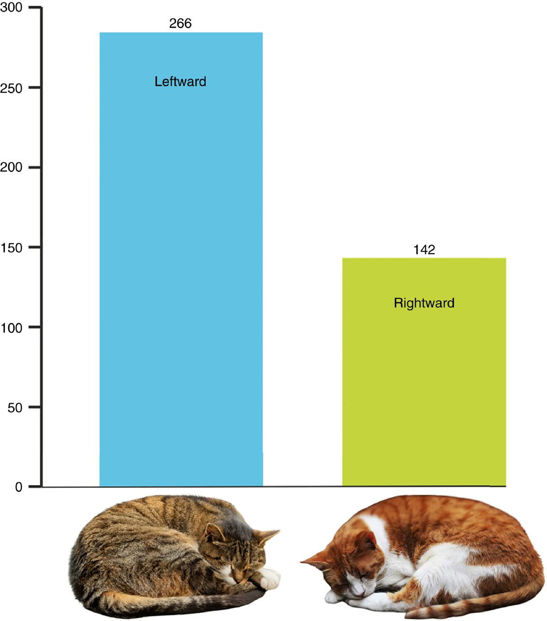На каком боку чаще спят кошки