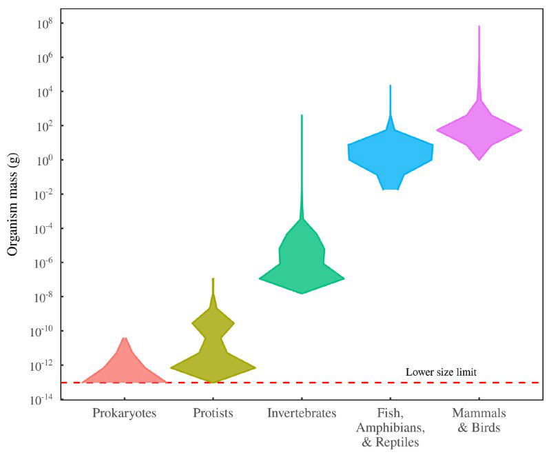Размерные ниши фауны на Земле