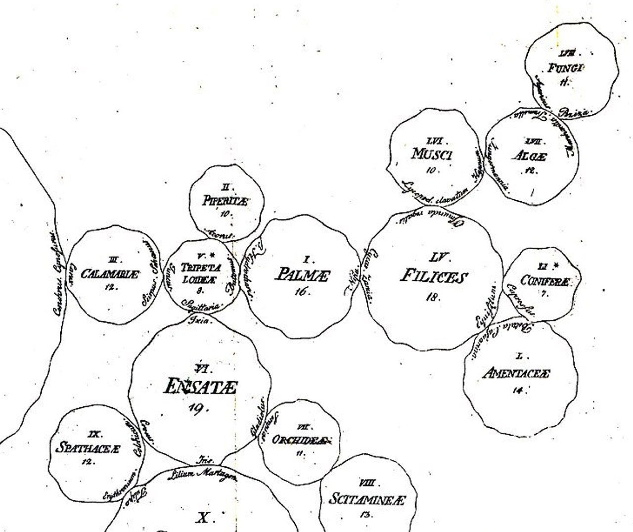 Фрагмент карты родства растений 1792 года: связанные круги с латинскими названиями семейств и видимыми подписями узлов родства.