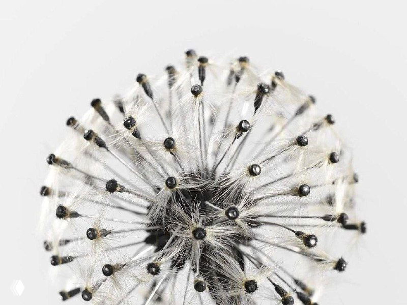 Крупный план «Одуванчика» Фаберже: серебряный цветок и натуральный пух с закреплёнными миниатюрными бриллиантами на тычинках.