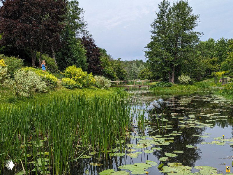 Пруд с кувшинками и отражением неба в воде на территории усадьбы Ореховно, спокойный уголок дикого, но ухоженного сада.